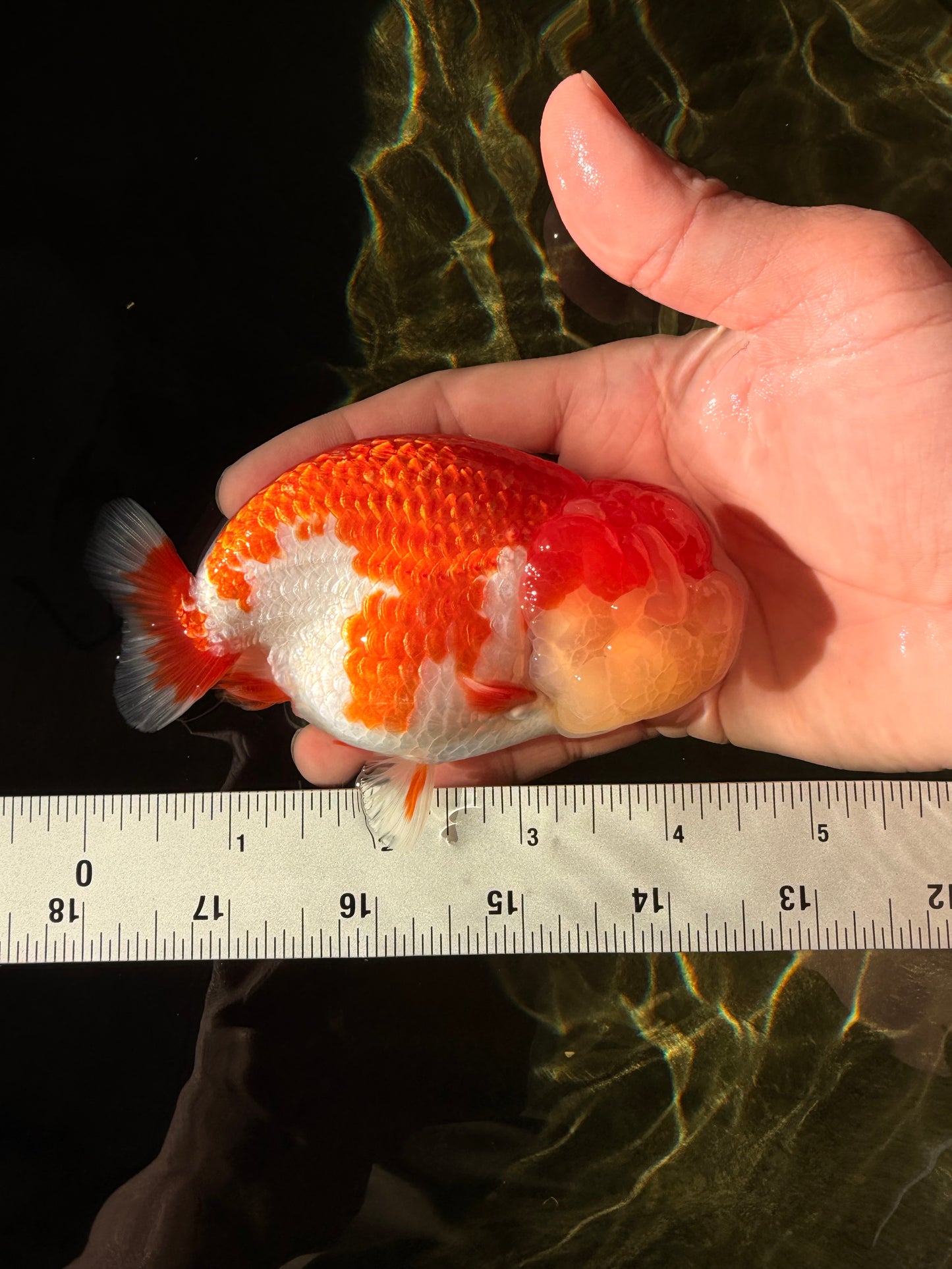 AAA Grade Peekaboo Dragon Head Red White LionQueen 4.5 inches #022726LC_27