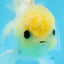 UNIQUE A Grade Lemonhead Button Eyes Oranda Male 4-4.5 inches #0906OR_28