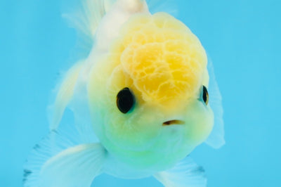 Oranda macho de ojos de botón de cabeza de limón de grado A, único, de 4 a 4,5 pulgadas, n.º 0906OR_28