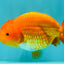 A Grade Red LionKing 4.5 inches #082126LC_19