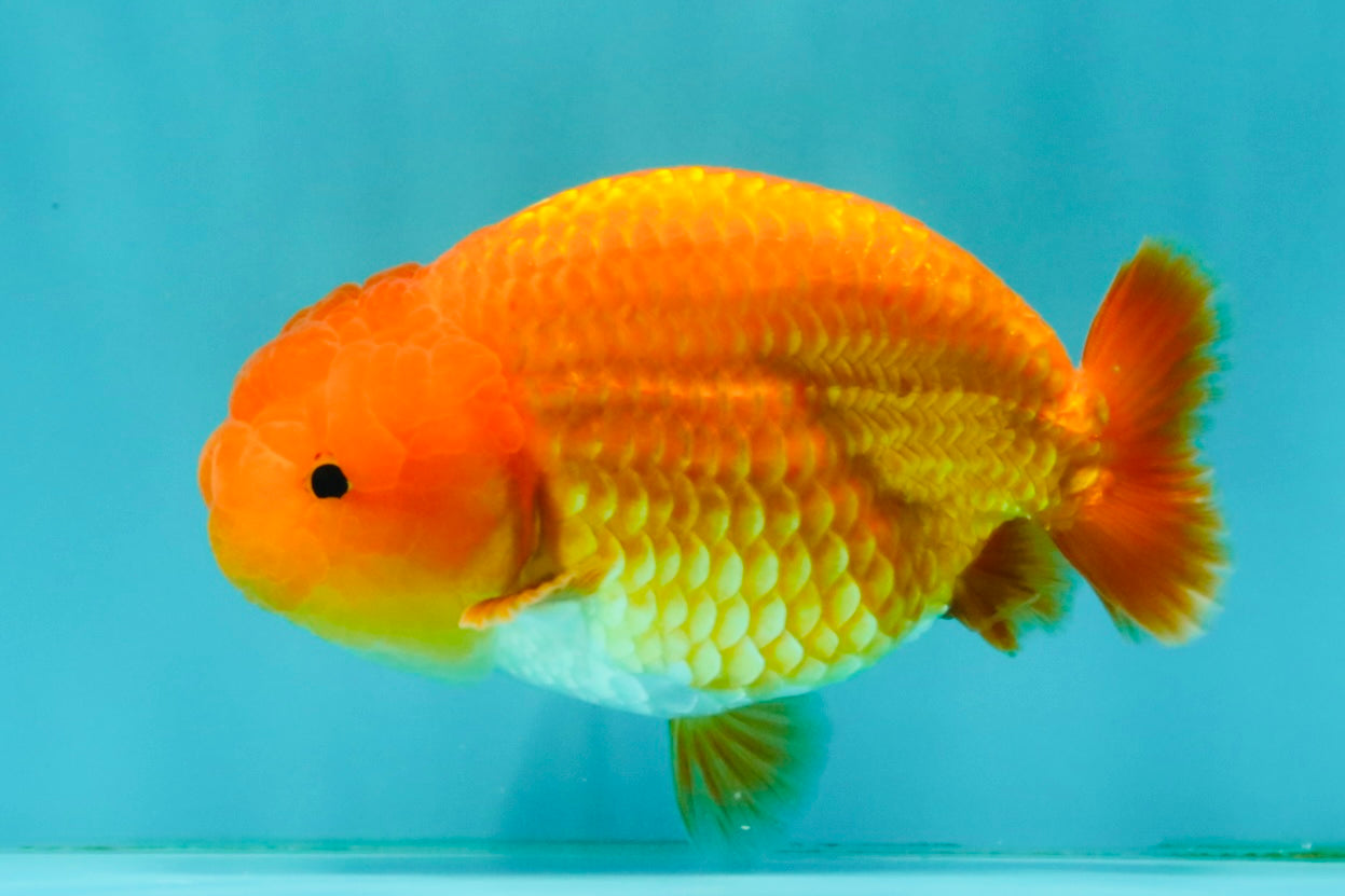 A Grade Red LionKing 4.5 inches #082126LC_19