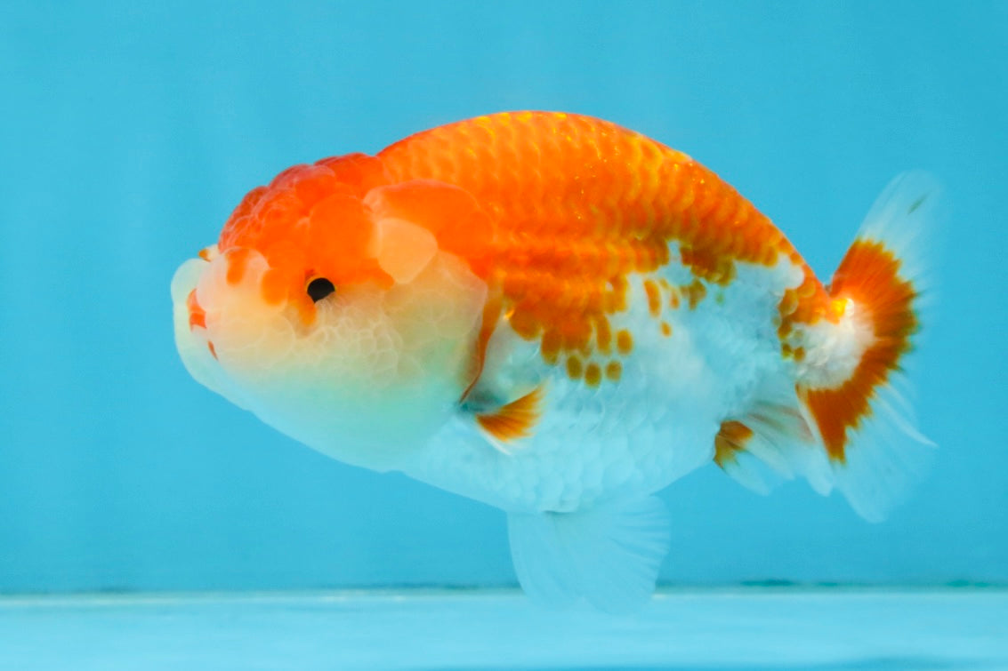 A Grade Red White LionQueen 4 inches #112125LC_10