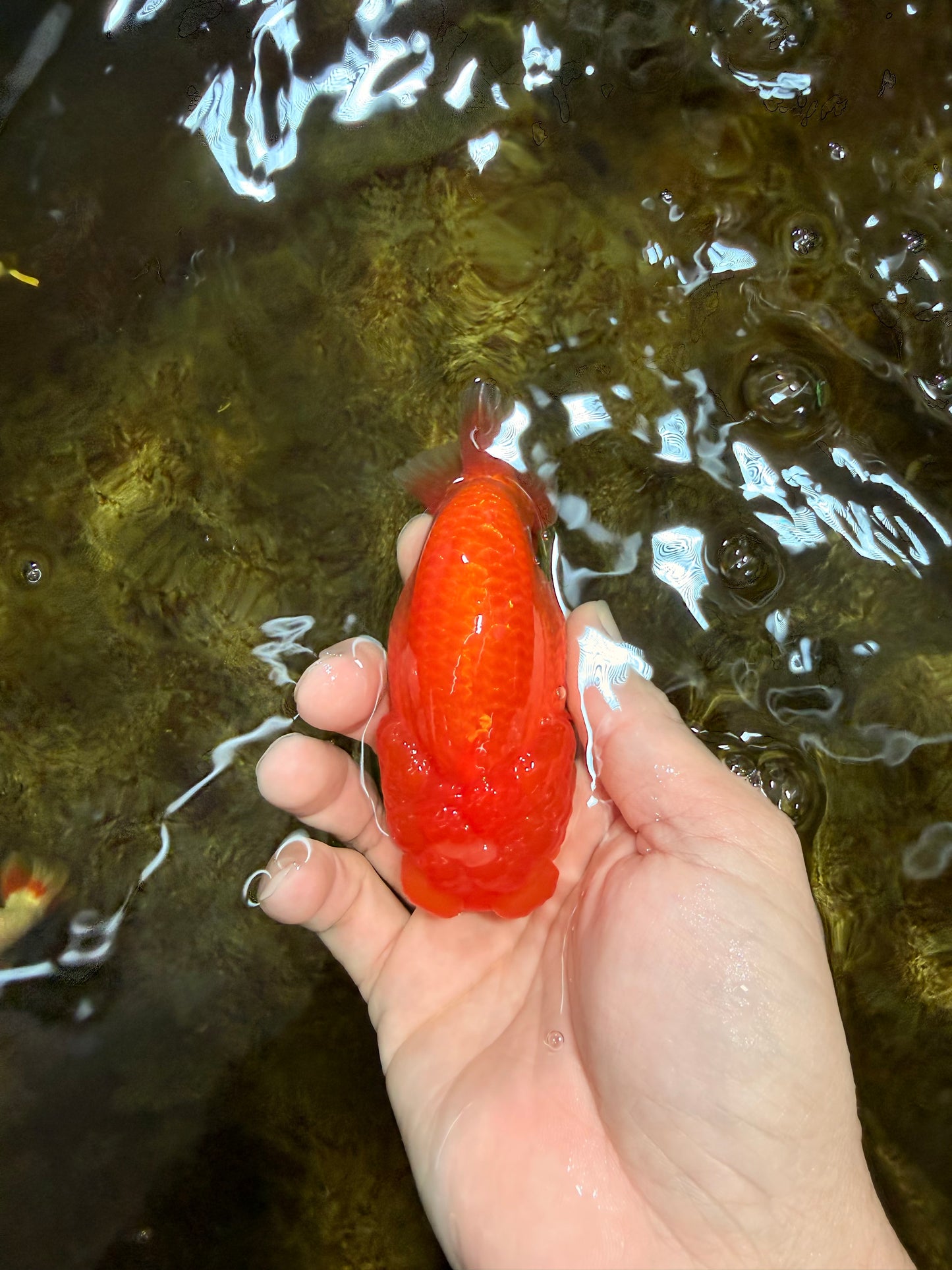 AAA Grade Red White LionQueen 4 inches #103125LC_25