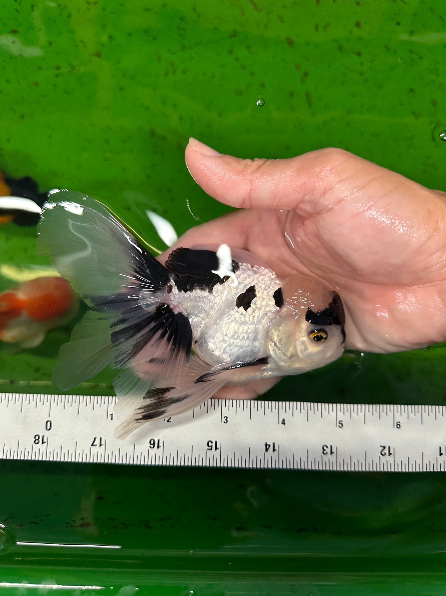 🐼 Panda Oranda Macho 5 pulgadas #0726OR_03