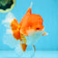 AAA Grade CHUNKY Godzilla Red White Oranda Male 6 inches #090525OR_10