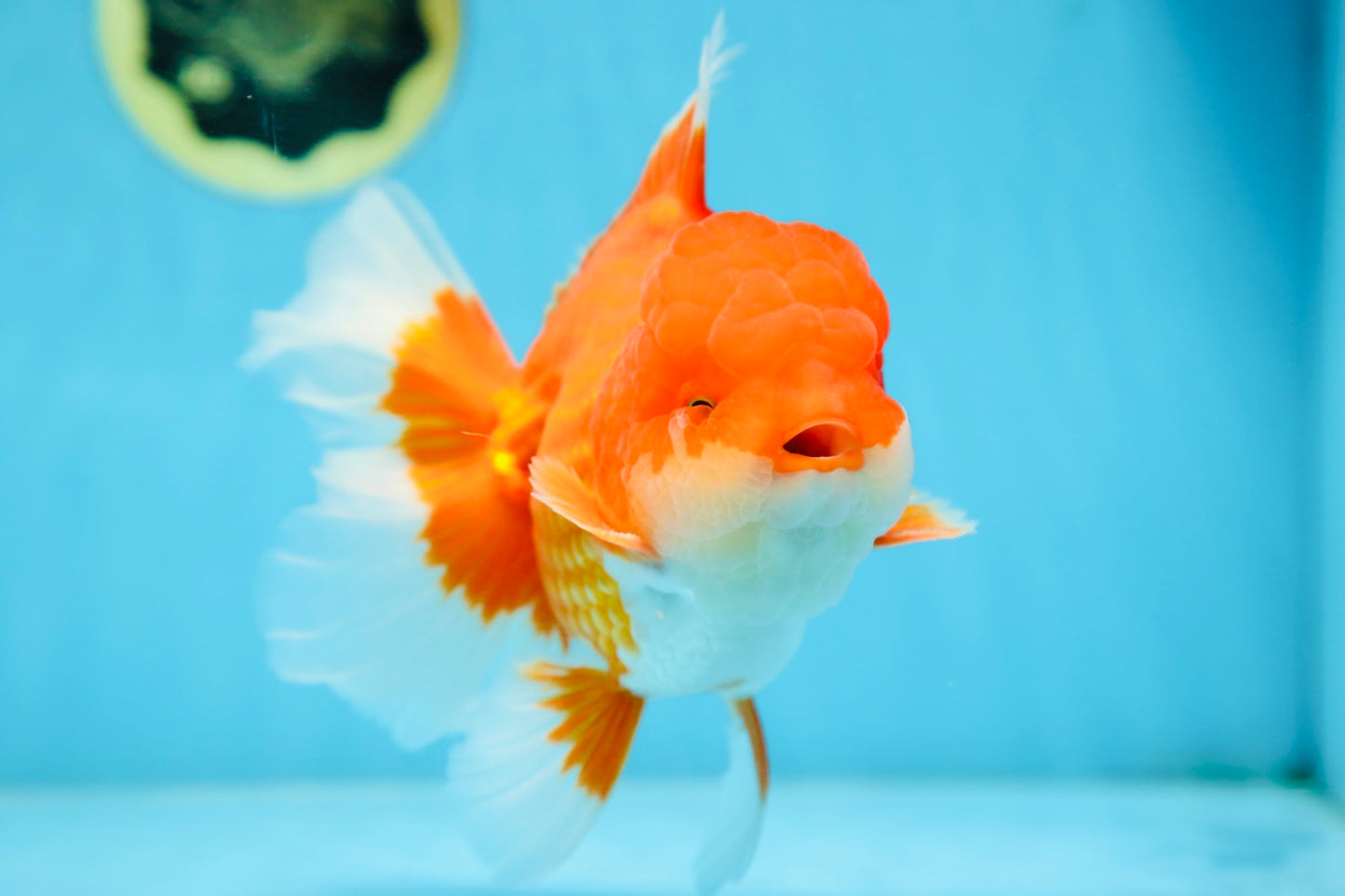 AAA Grade CHUNKY Godzilla Red White Oranda Male 6 inches #090525OR_10