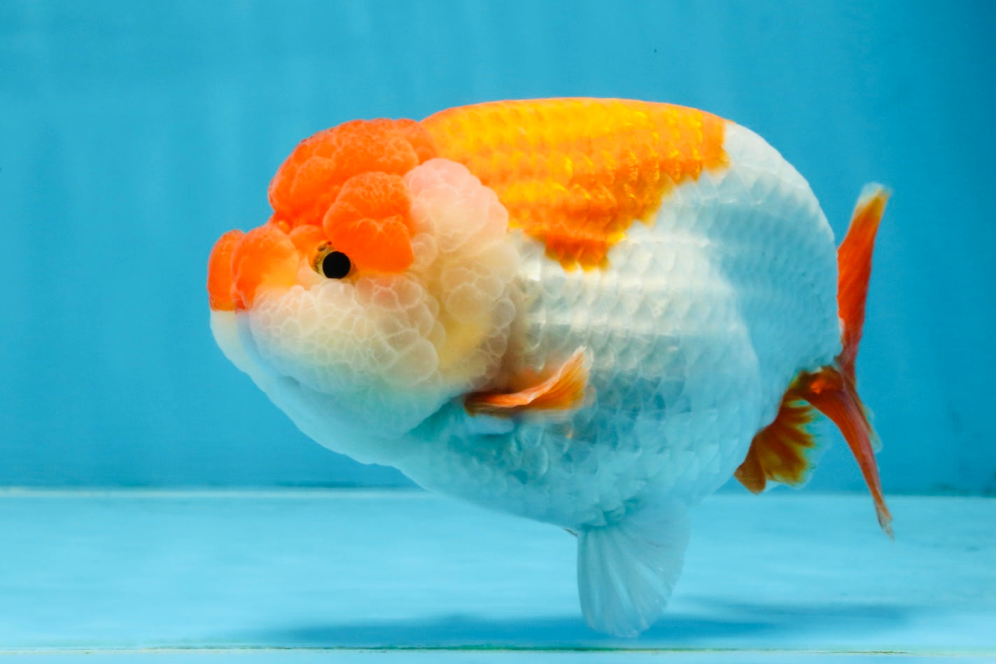 A Grade Red White LionKing 5.5-6 inches #103125LC_10