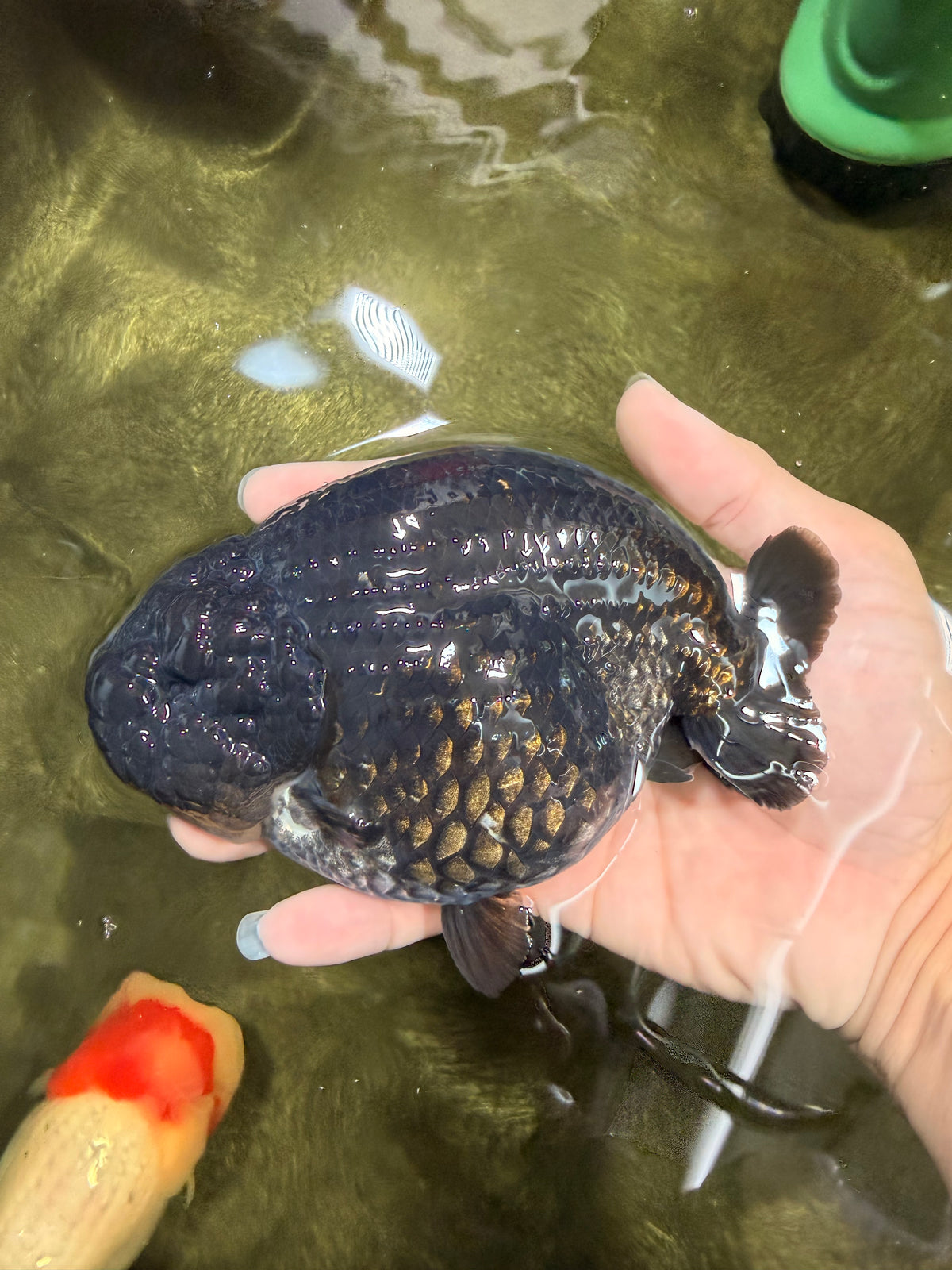 UNIQUE AAA Grade Godzilla Black LionQueen 5.5 inches #092526LC_19