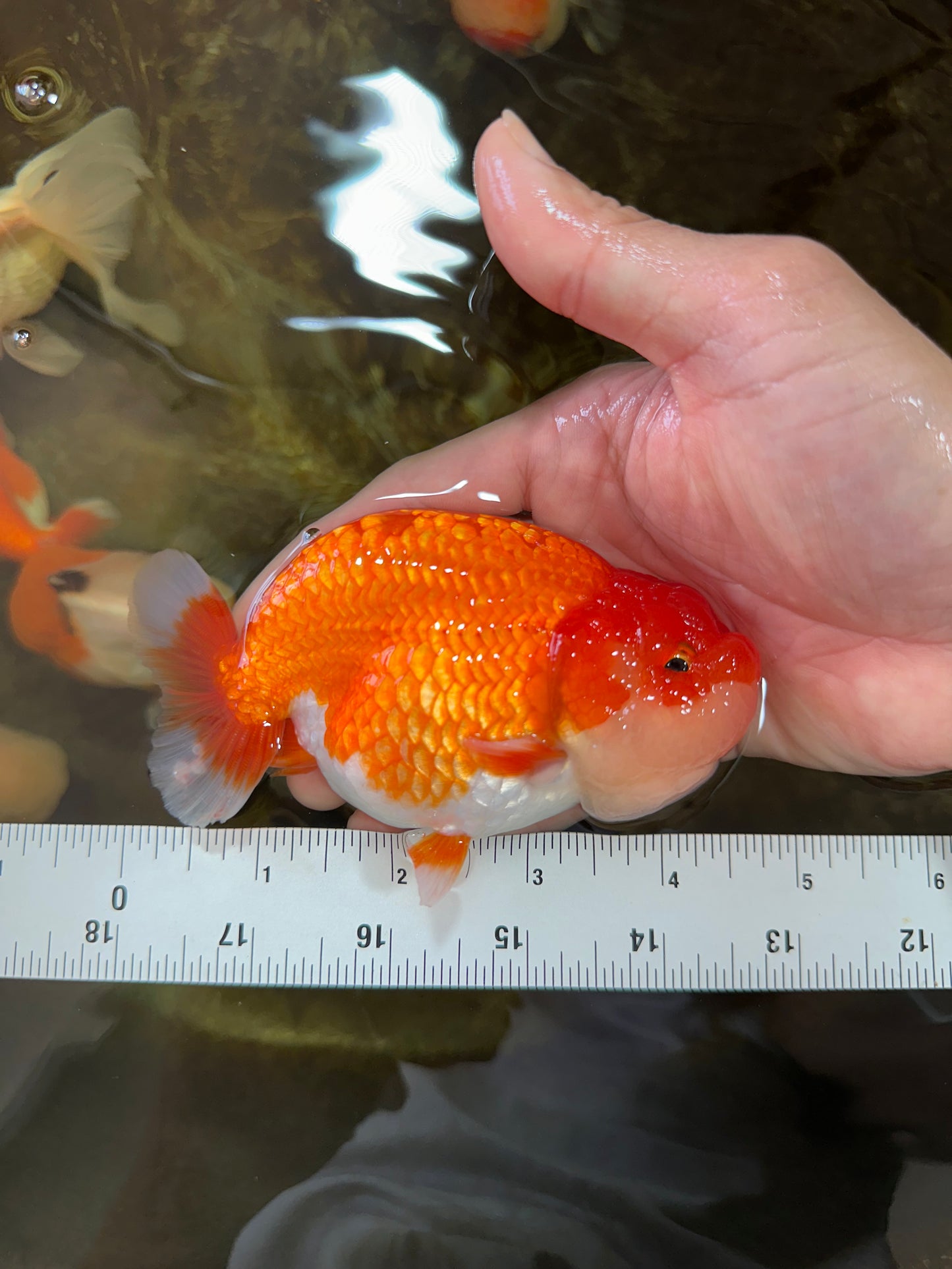 A Grade Red White LionKing 4.5 inches #070425LC_08