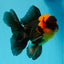 BIG HEAD AAA Grade Red Head Oranda Male 4.5-5 inches #1004OR_36