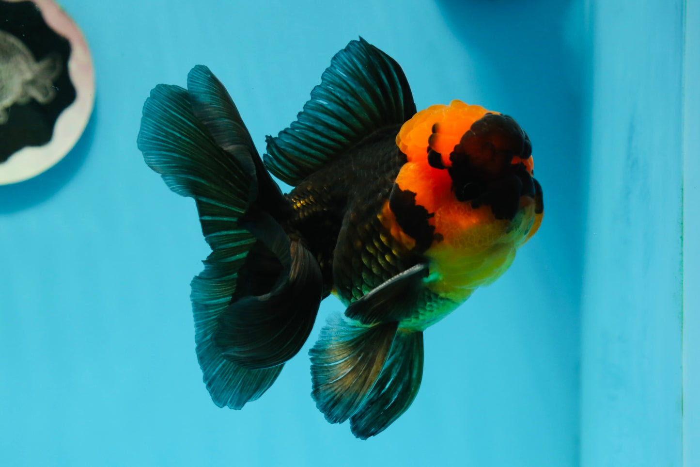 BIG HEAD AAA Grade Red Head Oranda Male 4.5-5 inches #1004OR_36