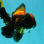 UNIQUE A Grade Lava Apache Oranda Male 5.5  inches #050826OR_04