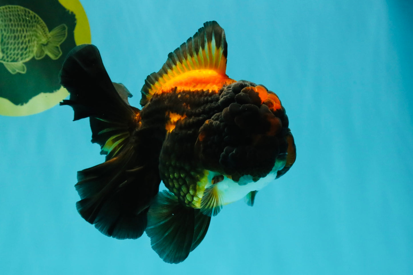 UNIQUE A Grade Lava Apache Oranda Male 5.5  inches #050826OR_04