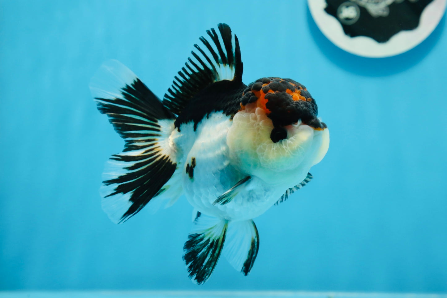 AAA Grade Tricolor Oranda Female 4.5 inches #0830OR_04