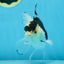Panda Oranda Male 5 inches #091225OR_22