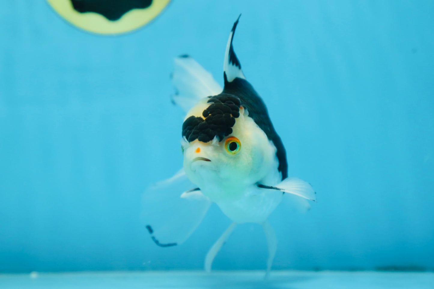 Panda Oranda Male 5 inches #091225OR_22