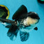 A Grade Panda Oranda Male 5-5.5 inches #050925OR_41