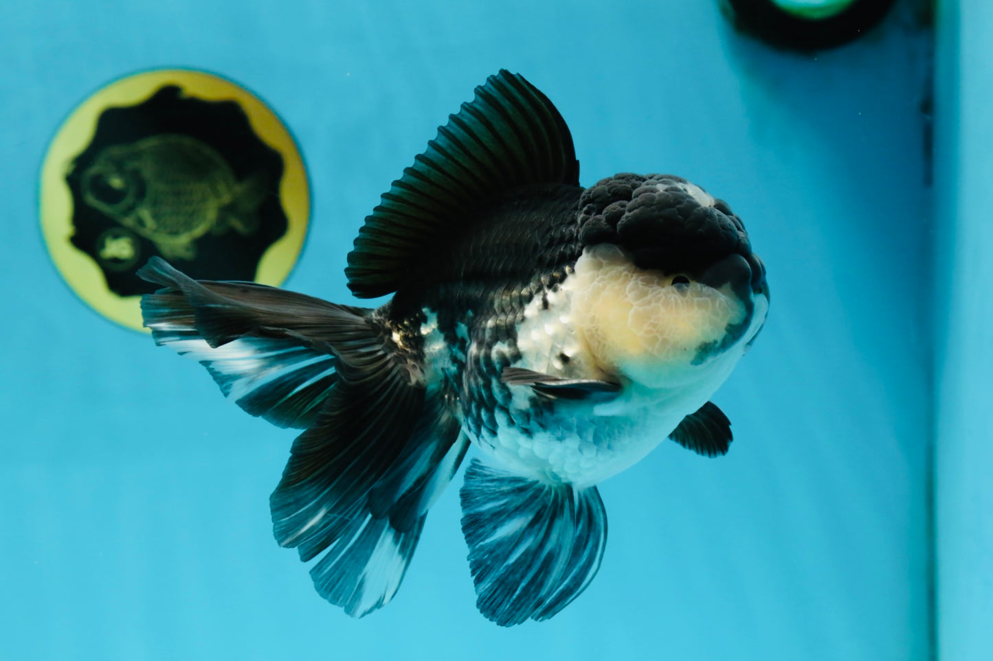A Grade Panda Oranda Male 5-5.5 inches #050925OR_41