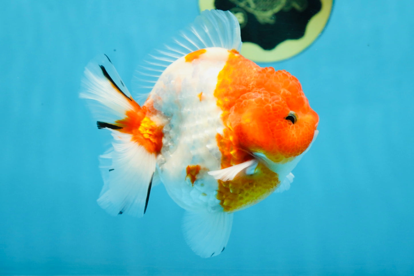 SUPER CUTE Sakura Yuanbao Male 4 inches #101725YB_27