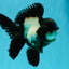 ROYAL A Grade Panda Oranda Female 5.5-6 inches #031326OR_24
