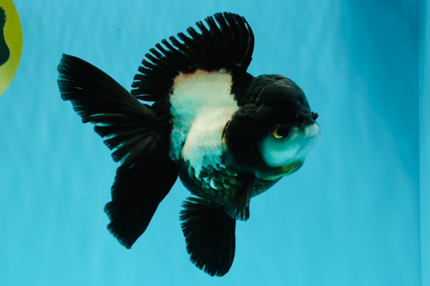 ROYAL A Grade Panda Oranda Female 5.5-6 inches #031326OR_24