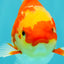 A Grade Red White Oranda Female 5.5 inches #071726OR_20