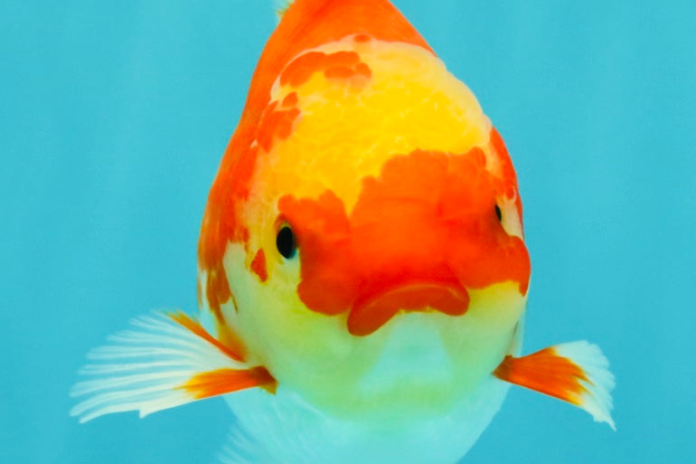 A Grade Red White Oranda Female 5.5 inches #071726OR_20