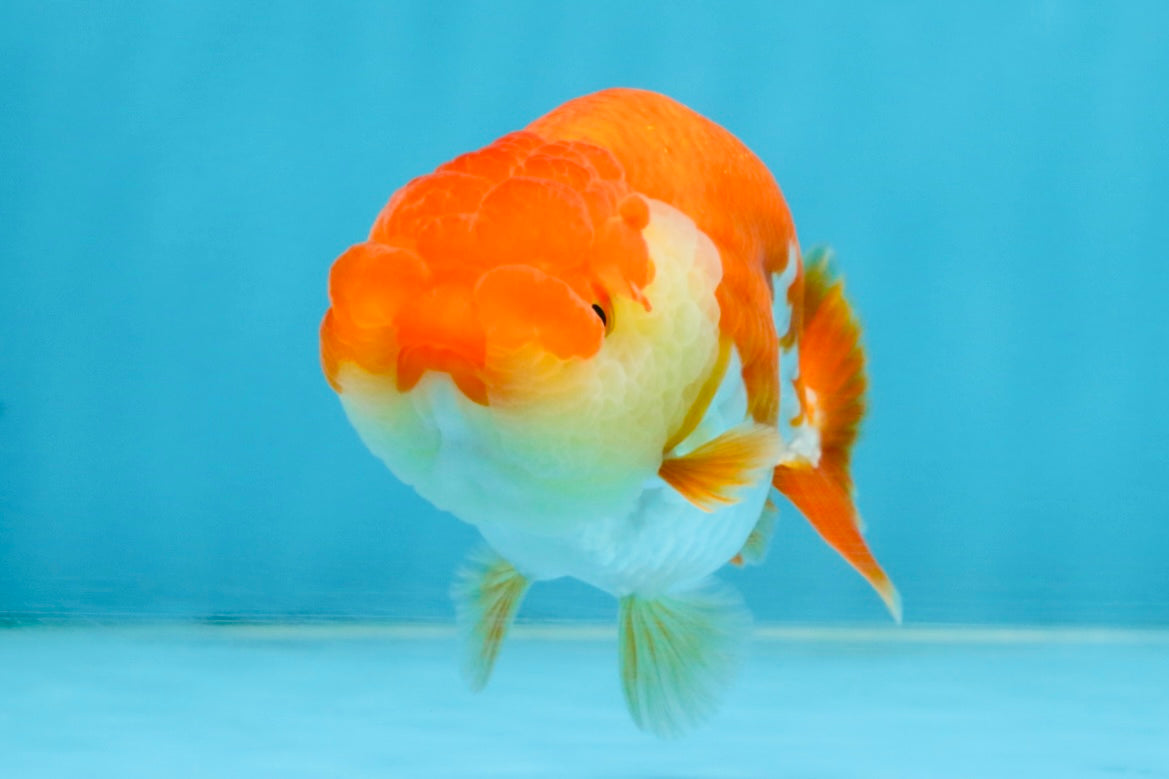 A Grade Red White LionQueen 4 inches #112125LC_06