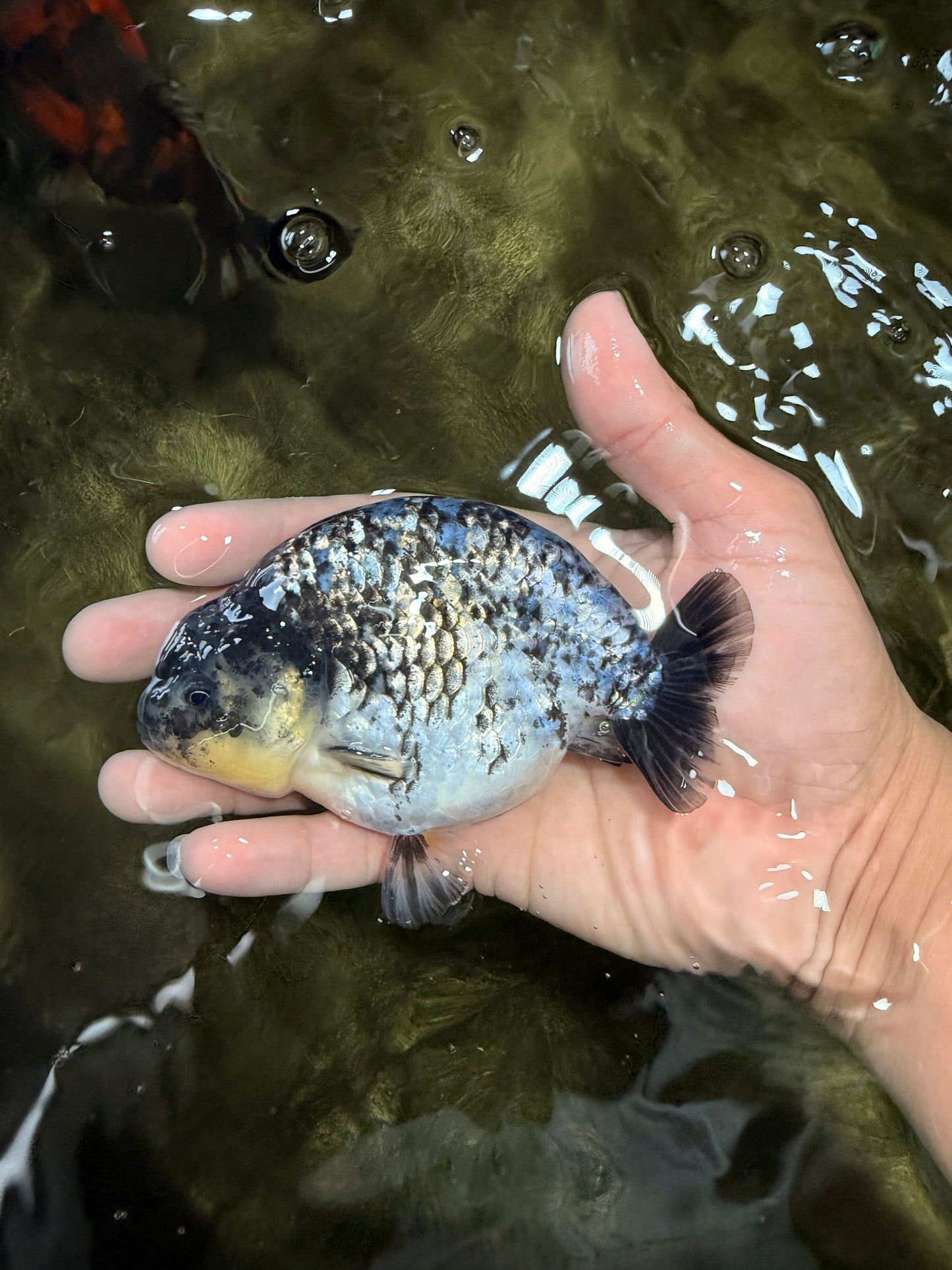 CHUBBY AAA Grade White Tiger Ranchu Male 4.5-5 inches #073126RC_10