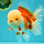 FLUFFY WEN AAA Grade Jade Head Red White Oranda Male 7.5 inches #071726OR_02