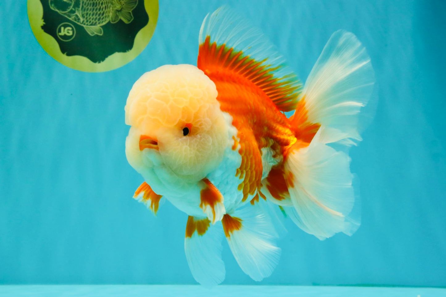 FLUFFY WEN AAA Grade Jade Head Red White Oranda Male 7.5 inches #071726OR_02