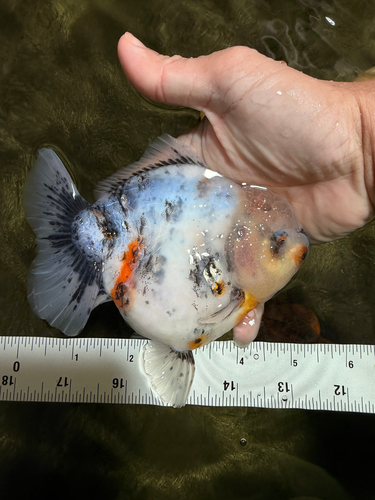 AAA Grade Marble Yuanbao Female 5-5.5 inches #101626YB_38