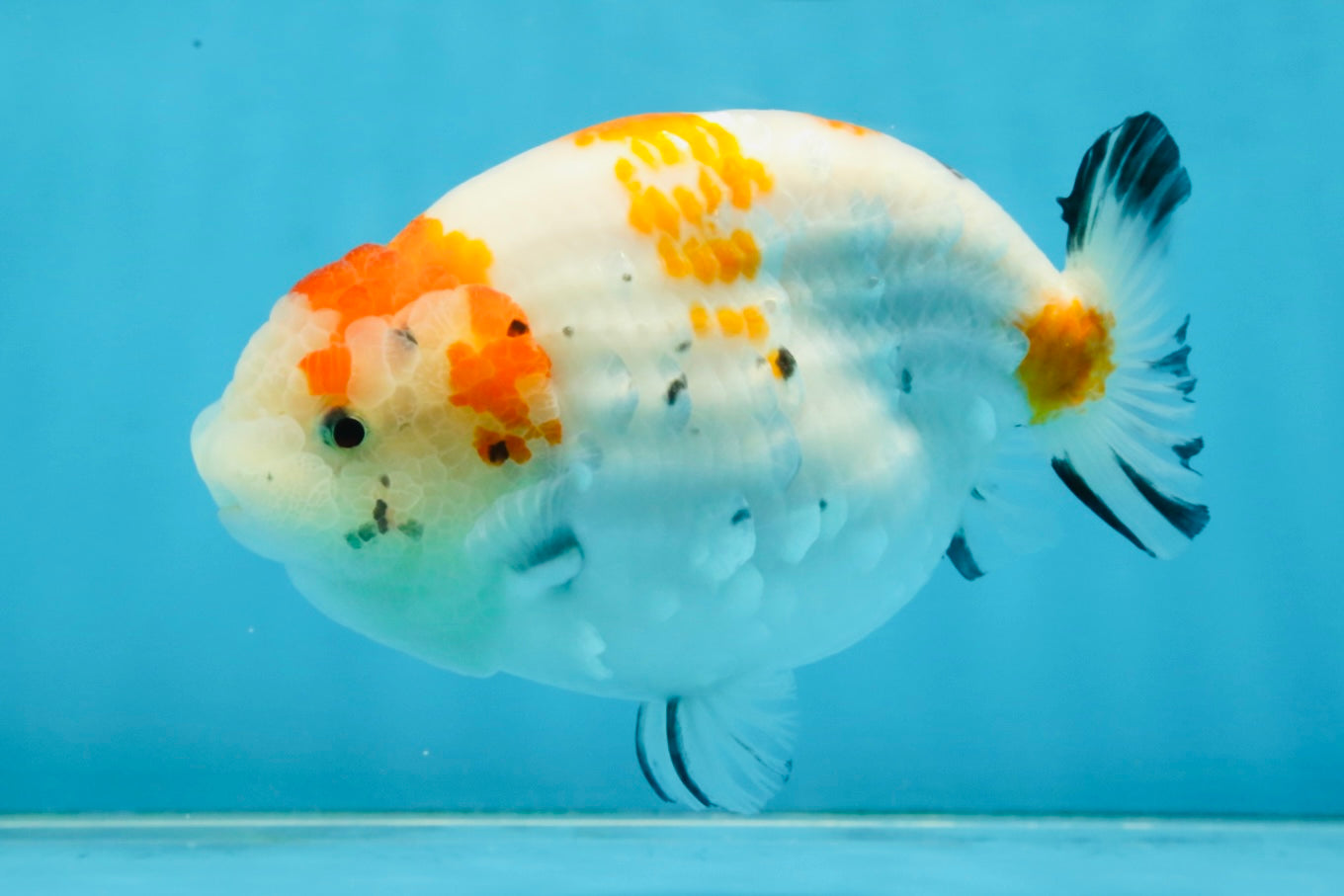 THICK BODY AAA Grade Chinese Kohaku Sakura Ranchu Female 5-5.5 inches #101725RC_16