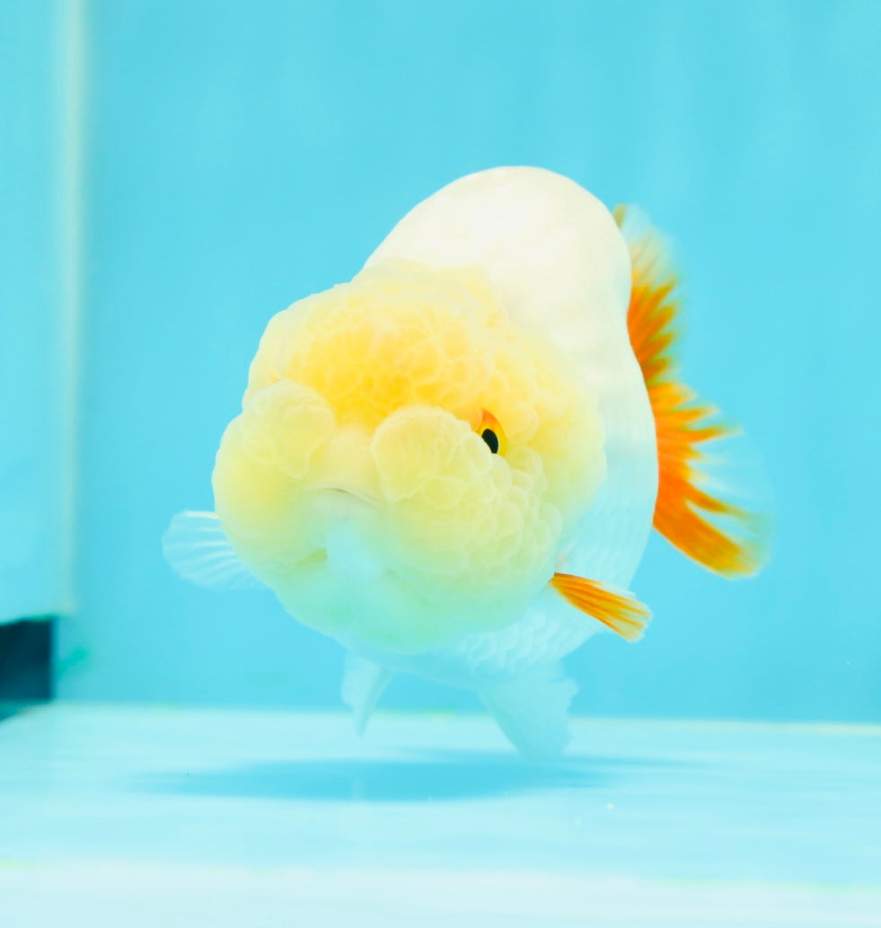 🍋 Lemonhead Lionchu Male 4-4.5 inches #0405LC_08
