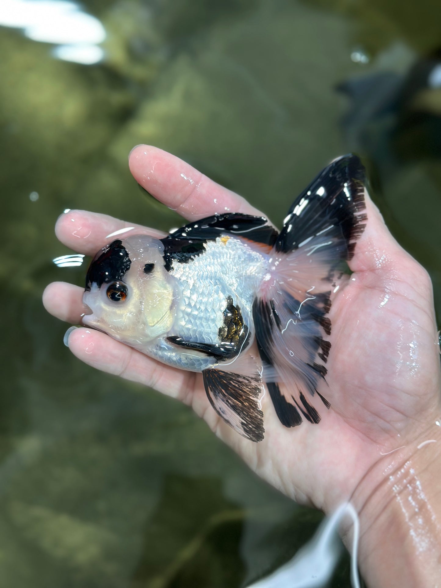 A Grade Panda Oranda Male 4.5 inches #010325OR_08