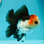 AAA Grade Special Button Eyes Tricolor Oranda Male 5 inches #110124OR_19