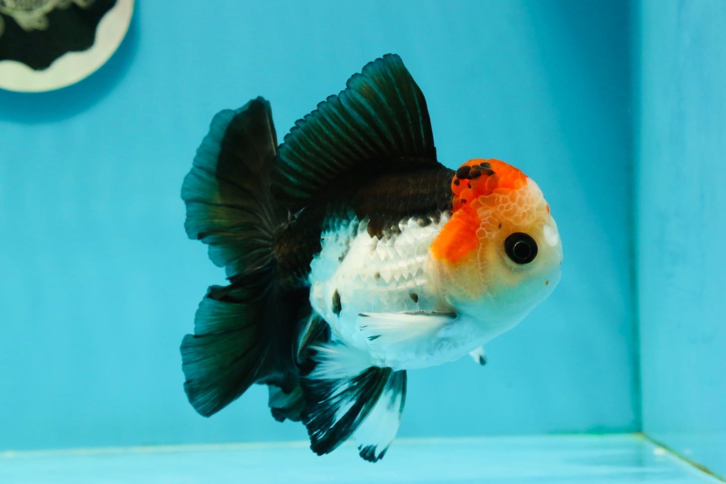 AAA Grade Special Button Eyes Tricolor Oranda Male 5 inches #110124OR_19