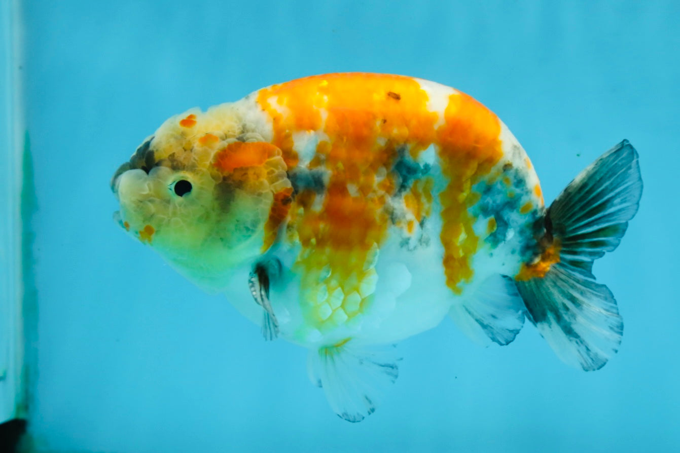 A Grade Chubby Tricolor Marble LionKing 4.5-5 inches #071125LC_04