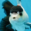 Panda Button Eyes Oranda Male 5-5.5 inches #112125OR_20