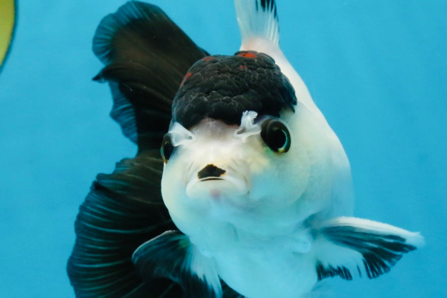 Panda Button Eyes Oranda Male 5-5.5 inches #112125OR_20