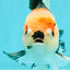 AAA Grade Pom-poms Tricolor Oranda Male 5.5 inches #102524OR_09