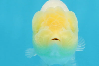 A Grade White LionQueen 4-4.5 inches #102425LC_12