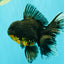 AAA Grade Long Fin Kirin Oranda Male 5.5-6 inches #062626OR_23