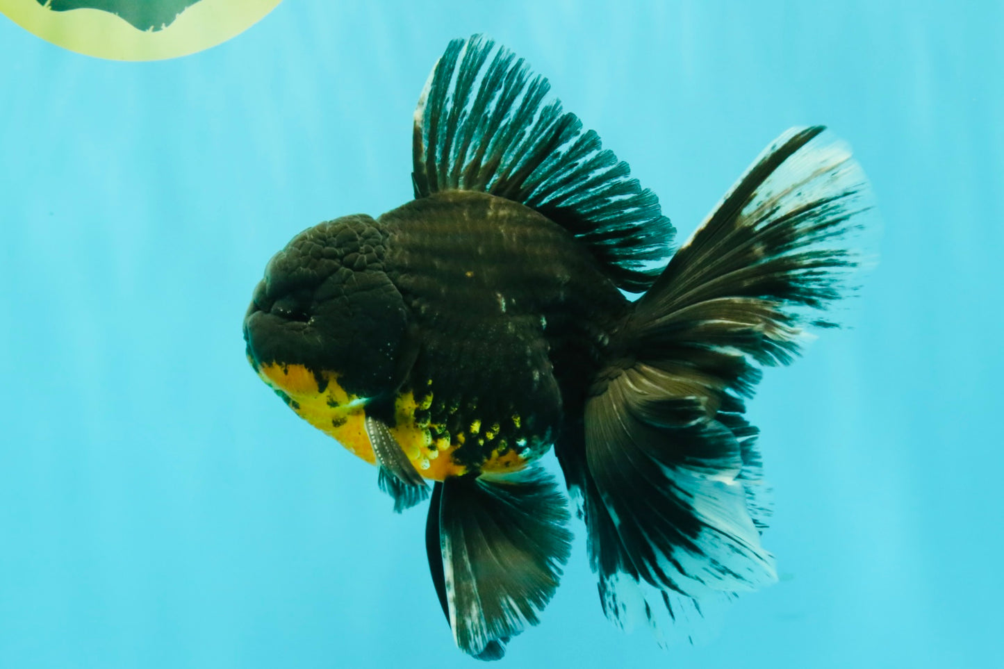 AAA Grade Long Fin Kirin Oranda Male 5.5-6 inches #062626OR_23