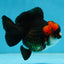 Pompom Tricolor Yuanbao Male 4 inches #060625YB_09