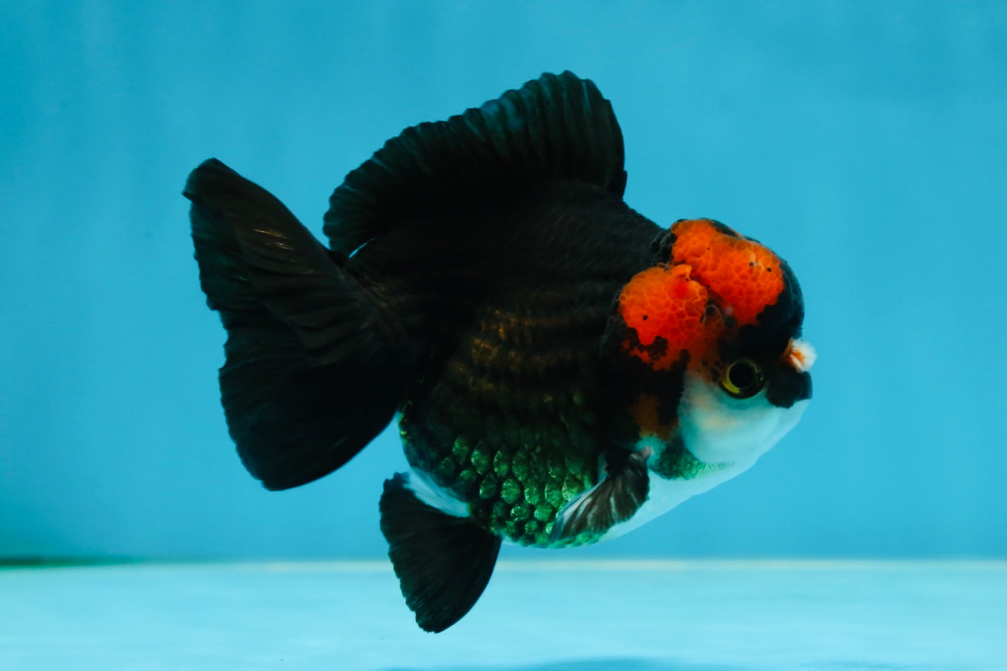 Pompom Tricolor Yuanbao Male 4 inches #060625YB_09