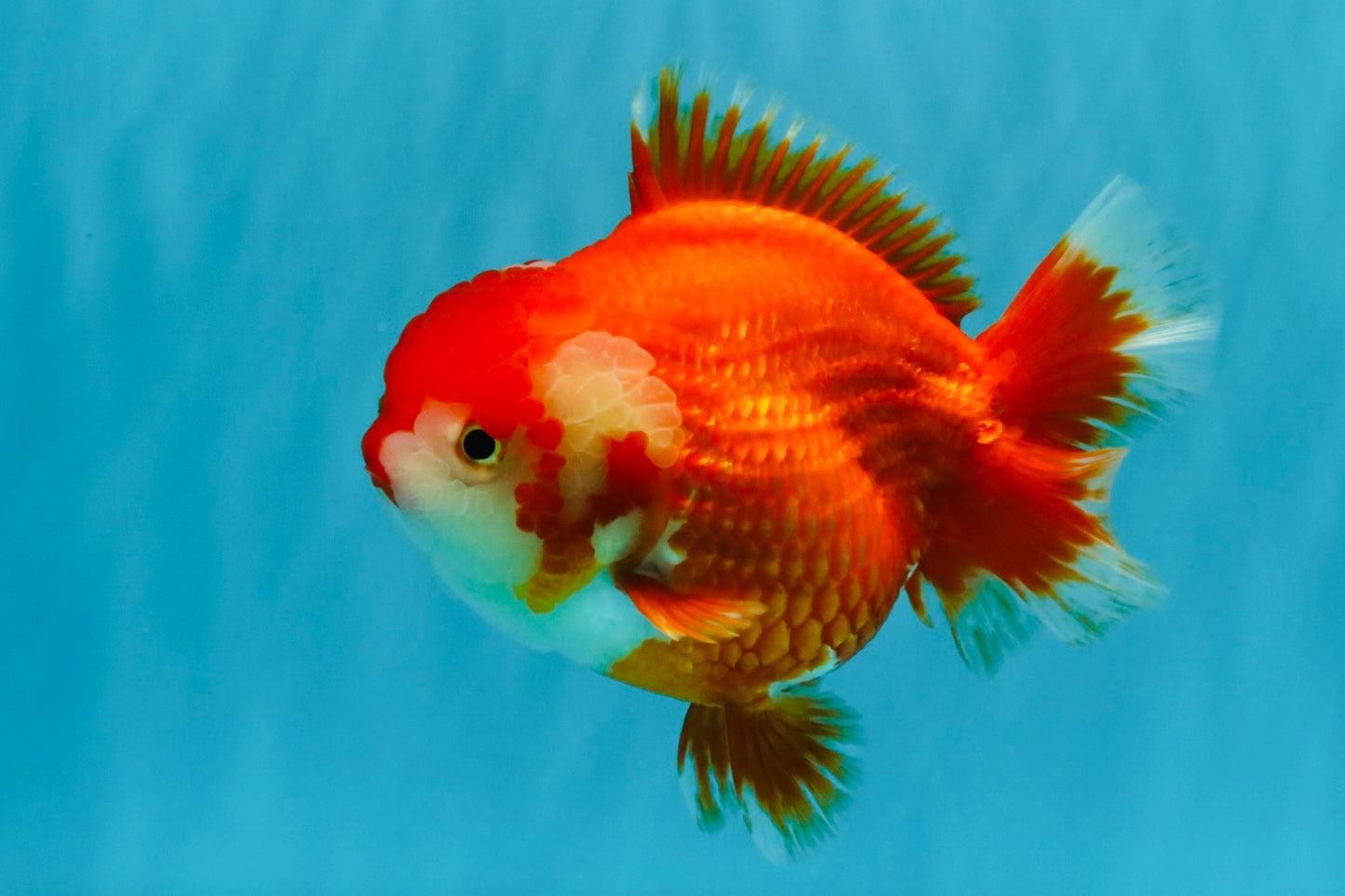 CHUBBY AAA Grade Red White Yuanbao Female 5.5 inches #041026YB_23