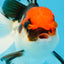 Tricolor Oranda Male 5-5.5 inches #091225OR_26