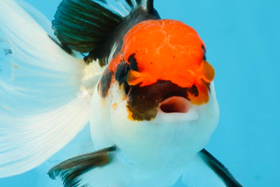 Tricolor Oranda Male 5-5.5 inches #091225OR_26