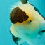 AAA Grade BULLDOG Panda Oranda Female 5-5.5 inches #1018OR_20